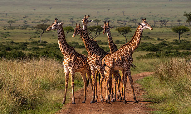 Best Time to Visit Tanzania for an Unforgettable Safari Best Time to Visit Tanzania for an Unforgettable Safari