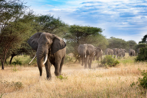 Your 2026 Serengeti Safari Itinerary: From Tarangire to Ngorongoro
