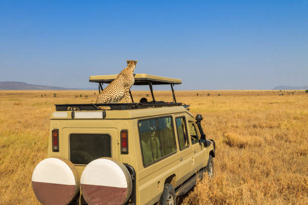 Serengeti Safari Tours: Where to See the Big Five and More Serengeti Safari Tours: Where to See the Big Five and More