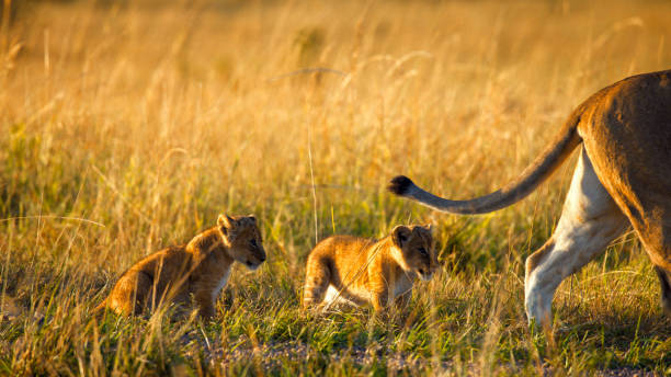 Serengeti Safari Tours: Where to See the Big Five and More Serengeti Safari Tours: Where to See the Big Five and More