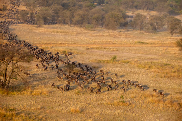 Serengeti Safari Tours: Where to See the Big Five and More Serengeti Safari Tours: Where to See the Big Five and More