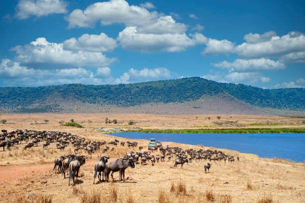 The Ultimate Guide to Serengeti Safari Packages in Tanzania The Ultimate Guide to Serengeti Safari Packages in Tanzania