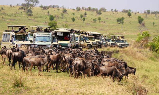Witness the Great Migration in 2026: Serengeti Safari Tips