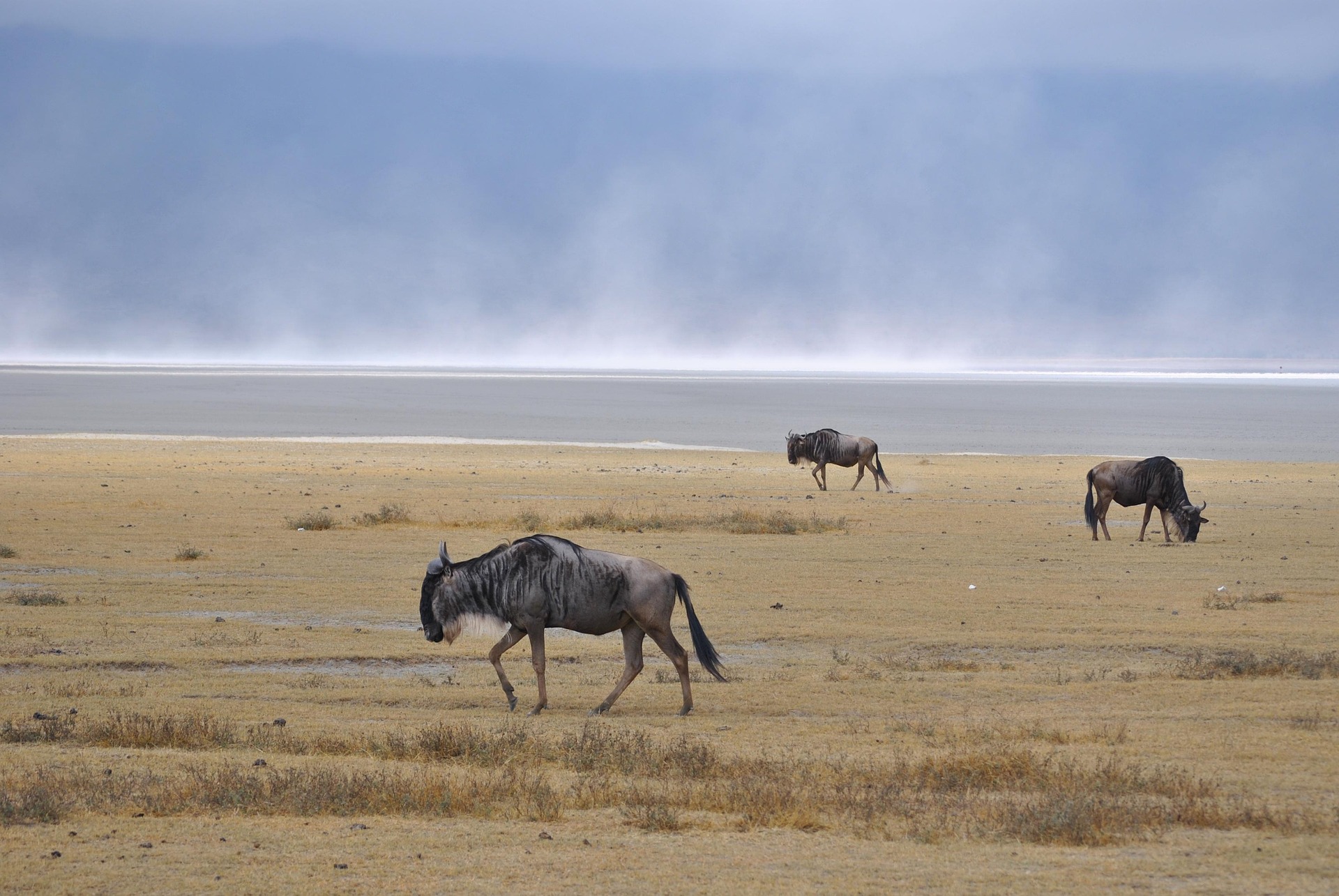 Ngorongoro Crater Safari: A Wildlife Paradise in Tanzania Ngorongoro Crater Safari: A Wildlife Paradise in Tanzania