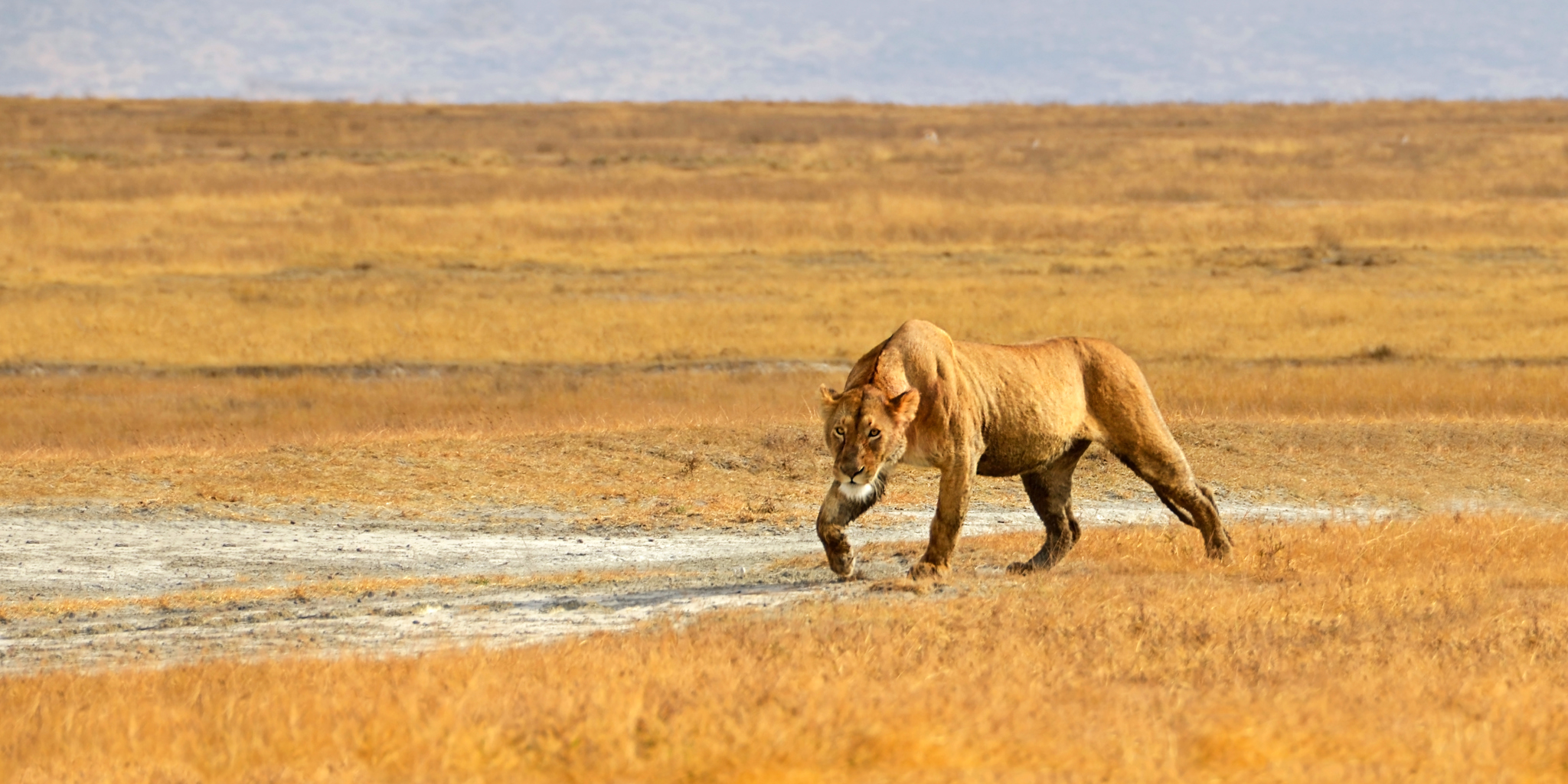 Ngorongoro Crater Safari: A Wildlife Paradise in Tanzania Ngorongoro Crater Safari: A Wildlife Paradise in Tanzania