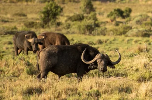 Ngorongoro Crater Safari: A Wildlife Paradise in Tanzania Ngorongoro Crater Safari: A Wildlife Paradise in Tanzania