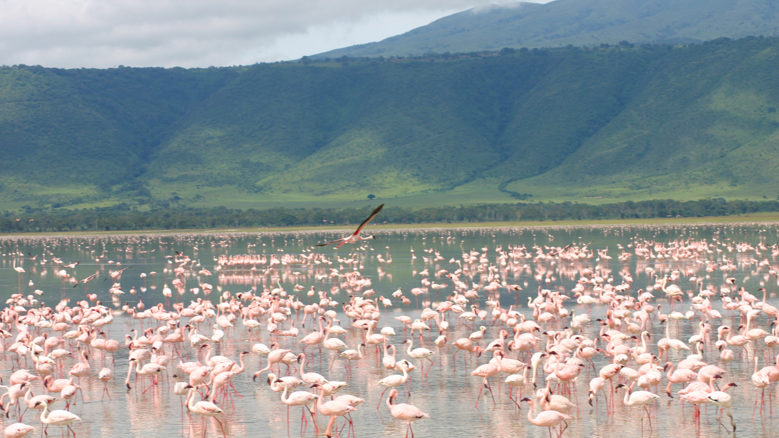 Ngorongoro Crater Safari: A Wildlife Paradise in Tanzania Ngorongoro Crater Safari: A Wildlife Paradise in Tanzania