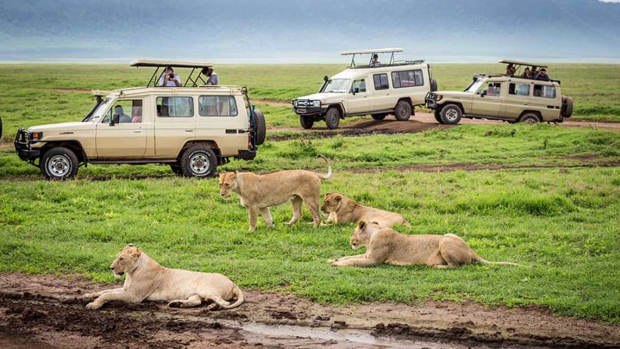 Ngorongoro Crater Safari: A Wildlife Paradise in Tanzania Ngorongoro Crater Safari: A Wildlife Paradise in Tanzania