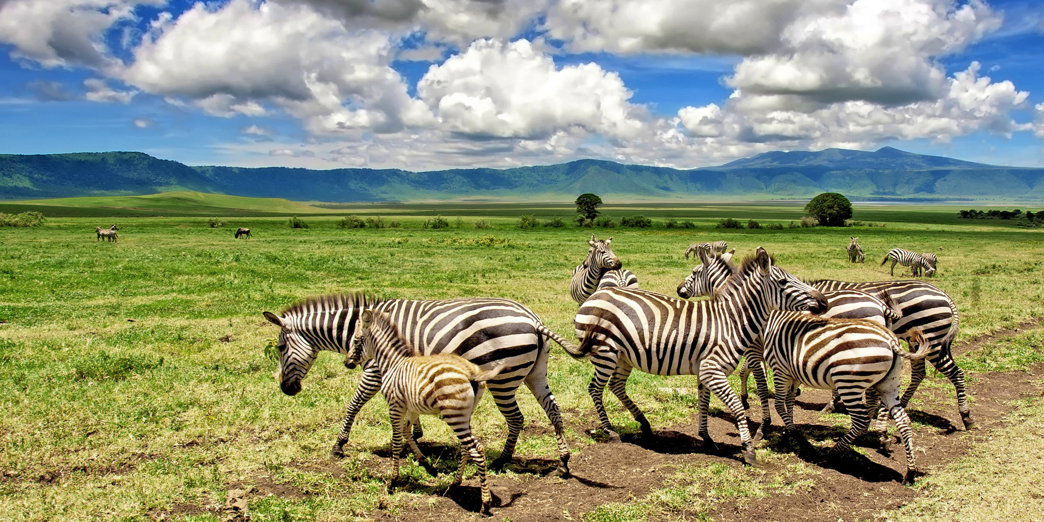 Ngorongoro Crater Safari: A Wildlife Paradise in Tanzania Ngorongoro Crater Safari: A Wildlife Paradise in Tanzania