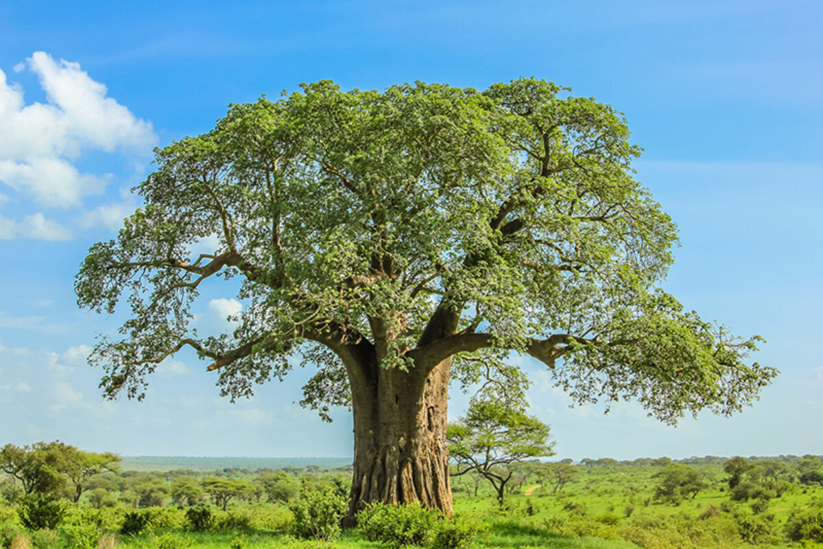Tarangire Safari Adventure: Elephants, Baobabs & Hidden Gems Tarangire Safari Adventure: Elephants, Baobabs & Hidden Gems