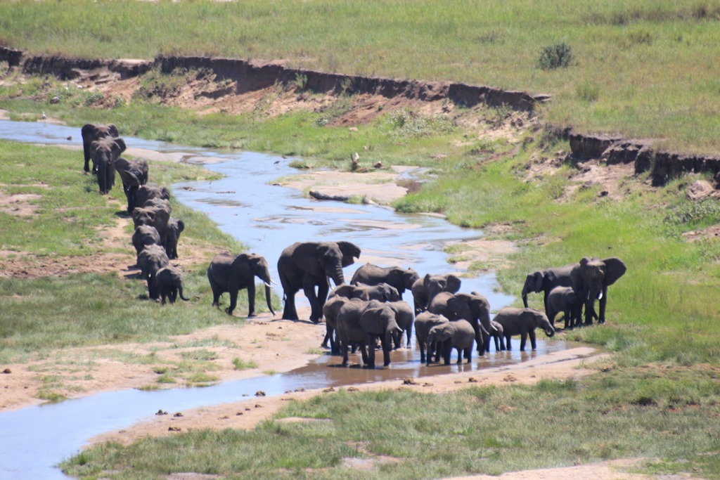 Tarangire Safari Adventure: Elephants, Baobabs & Hidden Gems Tarangire Safari Adventure: Elephants, Baobabs & Hidden Gems