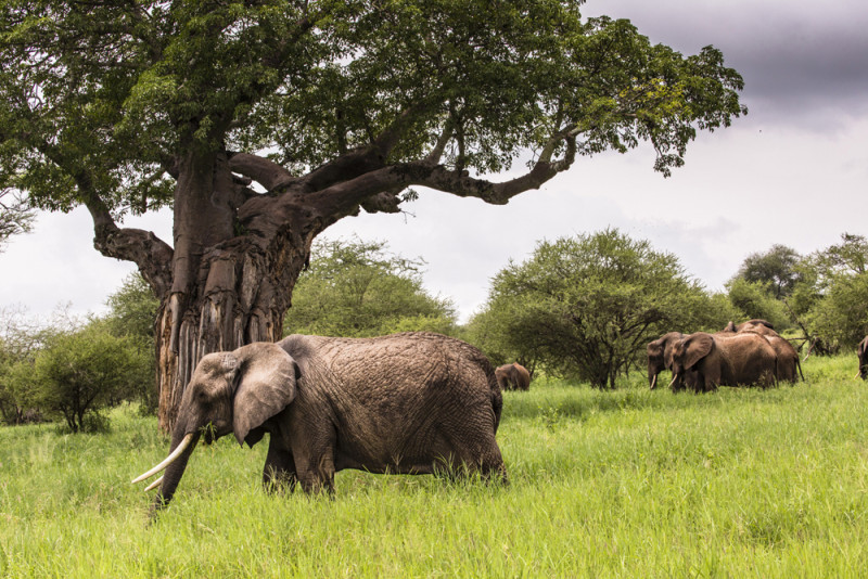 Tarangire Safari Adventure: Elephants, Baobabs & Hidden Gems Tarangire Safari Adventure: Elephants, Baobabs & Hidden Gems