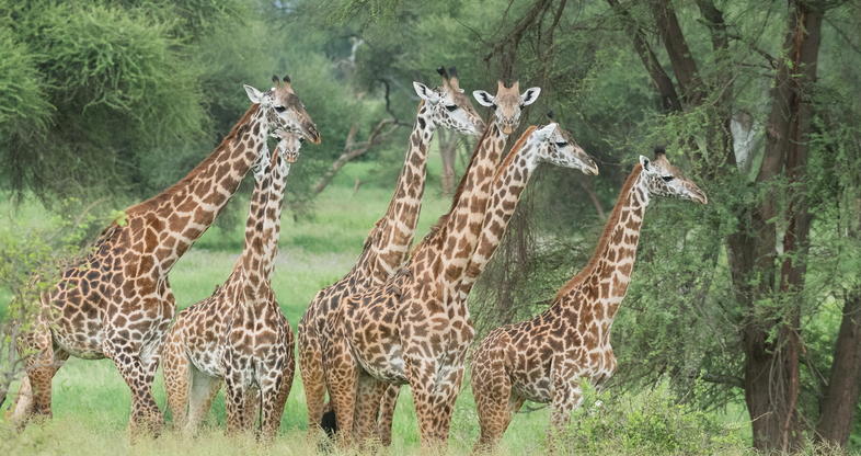 Tarangire Safari Adventure: Elephants, Baobabs & Hidden Gems Tarangire Safari Adventure: Elephants, Baobabs & Hidden Gems