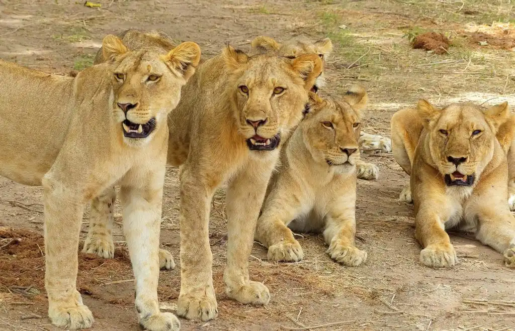 Tarangire Safari Adventure: Elephants, Baobabs & Hidden Gems Tarangire Safari Adventure: Elephants, Baobabs & Hidden Gems