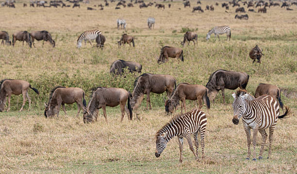 Luxury Safari Tanzania: Private Lodges, Guides and Exclusive Tours Luxury Safari Tanzania: Private Lodges, Guides and Exclusive Tours