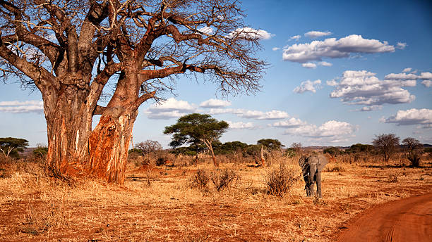 Luxury Safari Tanzania: Private Lodges, Guides and Exclusive Tours Luxury Safari Tanzania: Private Lodges, Guides and Exclusive Tours