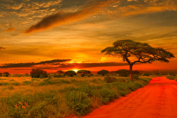 Safari Honeymoon Packages in Tanzania: Romantic Adventures Safari Honeymoon Packages in Tanzania: Romantic Adventures