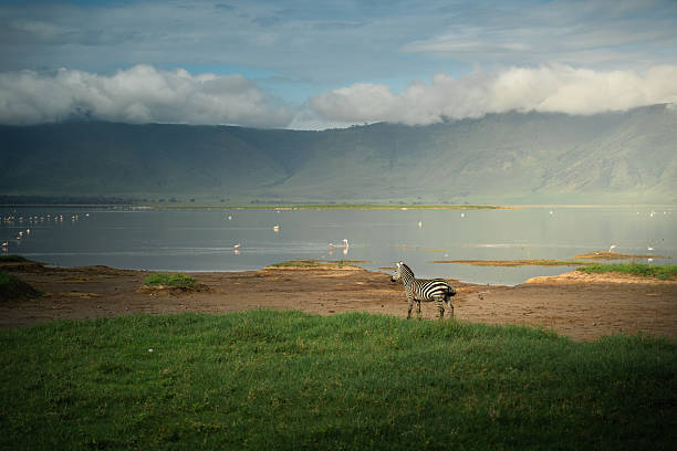 Safari Honeymoon Packages in Tanzania: Romantic Adventures Safari Honeymoon Packages in Tanzania: Romantic Adventures