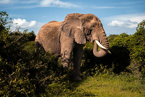 Safari Honeymoon Packages in Tanzania: Romantic Adventures Safari Honeymoon Packages in Tanzania: Romantic Adventures