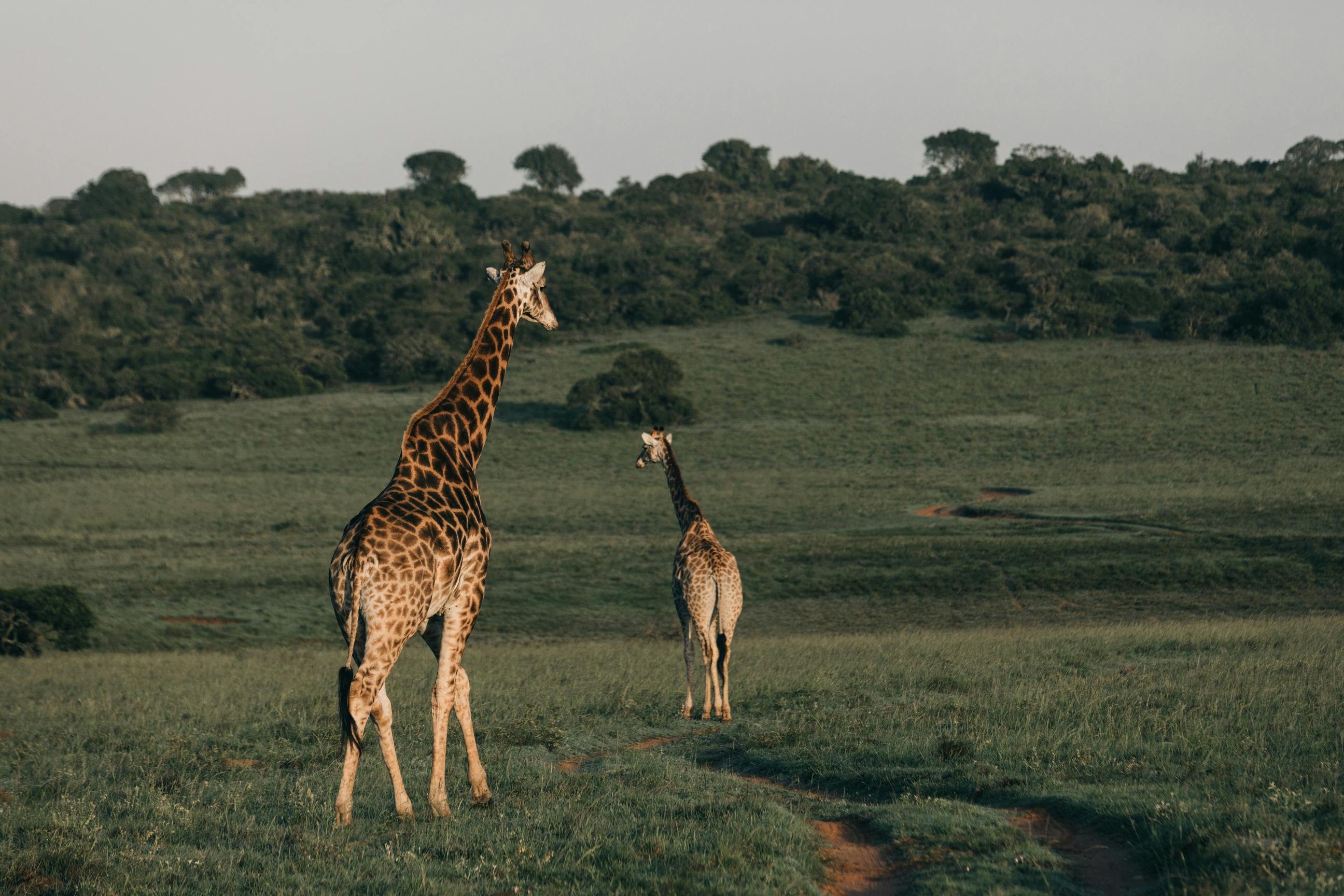 Eco Luxury Safari in Tanzania: Travel Responsibly in 2026