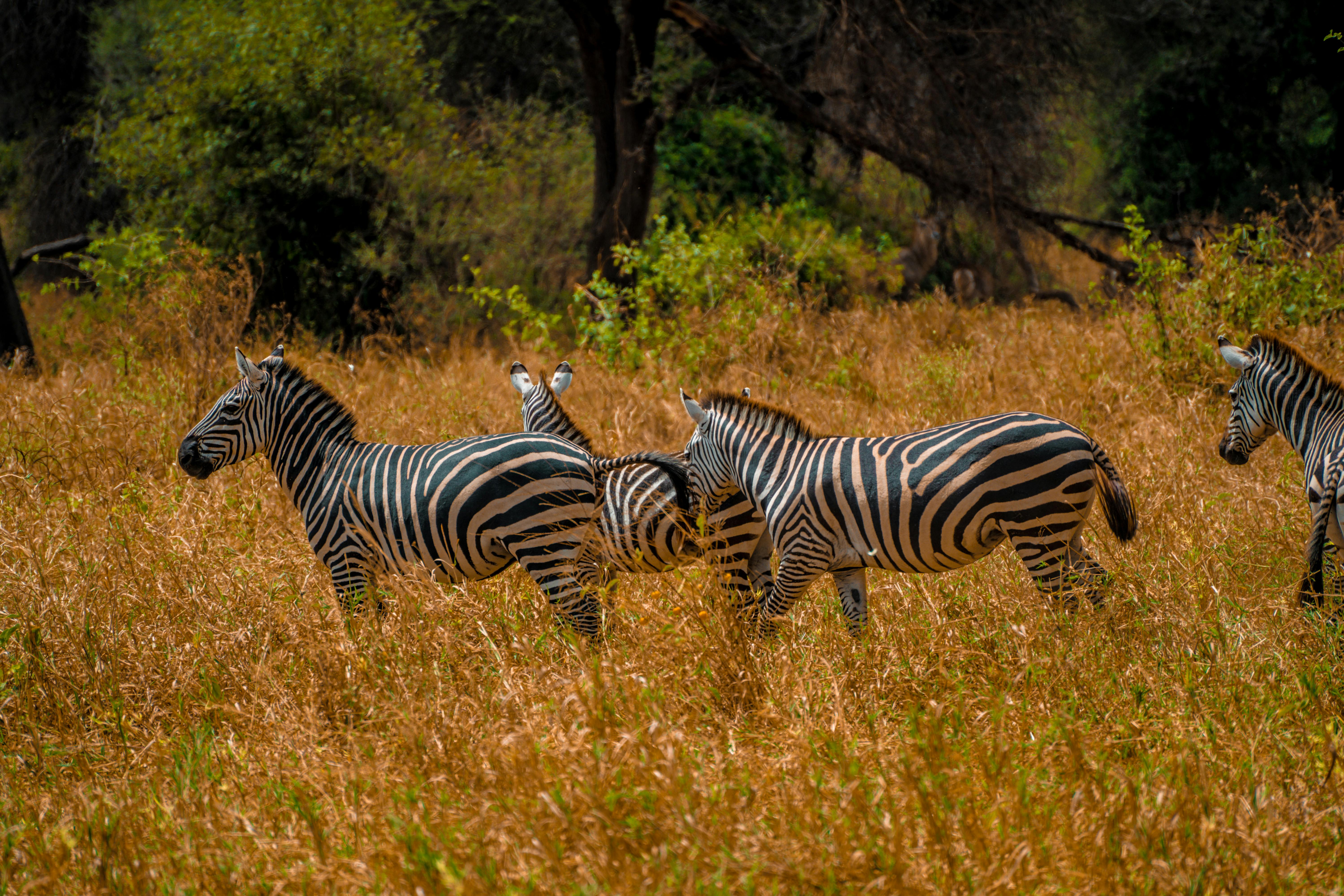 Eco Luxury Safari in Tanzania: Travel Responsibly in 2026