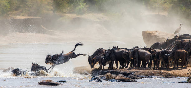 Eco Luxury Safari in Tanzania: Travel Responsibly in 2026