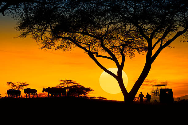 Camping Safari vs Lodge Safari: Which Tanzania Safari Experience Is Right for You?
