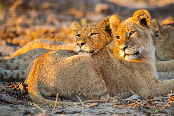 Serengeti Safari Guide for First Time Visitors