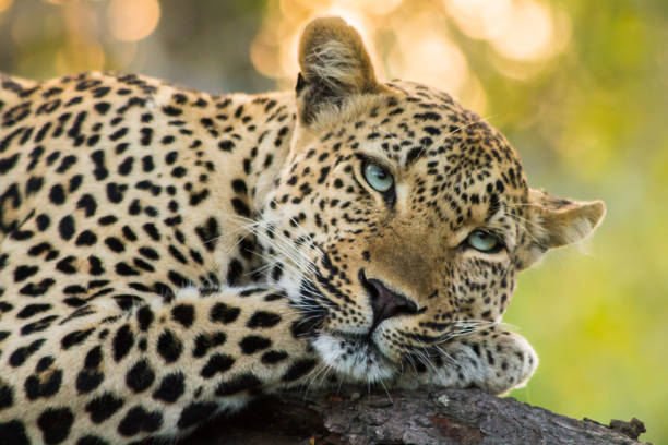 Serengeti Safari Guide for First Time Visitors