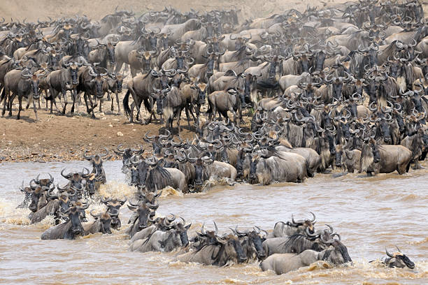 October’s Best Places to Visit: Explore Tanzania’s Northern Circuit and Zanzibar Beaches October’s Best Places to Visit: Explore Tanzania’s Northern Circuit and Zanzibar Beaches