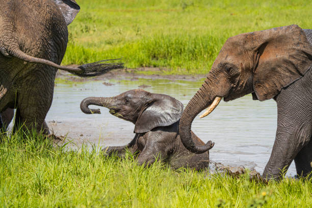October’s Best Places to Visit: Explore Tanzania’s Northern Circuit and Zanzibar Beaches October’s Best Places to Visit: Explore Tanzania’s Northern Circuit and Zanzibar Beaches