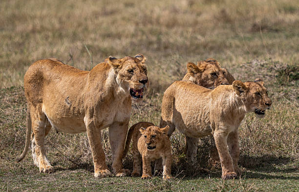 October’s Best Places to Visit: Explore Tanzania’s Northern Circuit and Zanzibar Beaches October’s Best Places to Visit: Explore Tanzania’s Northern Circuit and Zanzibar Beaches
