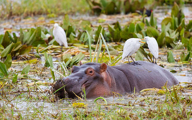 October Travel in Tanzania: Northern Circuit Safaris & Zanzibar Beach Escapes October Travel in Tanzania: Northern Circuit Safaris & Zanzibar Beach Escapes