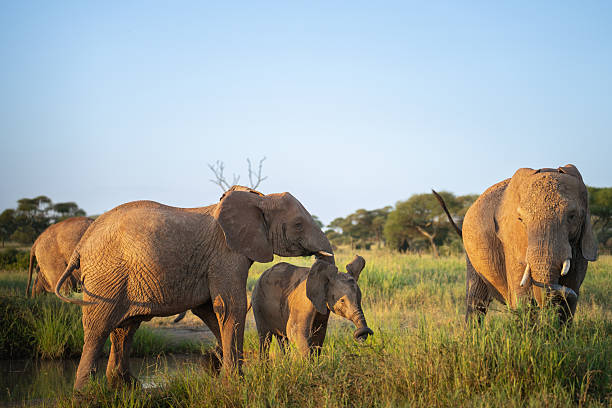 October Travel in Tanzania: Northern Circuit Safaris & Zanzibar Beach Escapes October Travel in Tanzania: Northern Circuit Safaris & Zanzibar Beach Escapes
