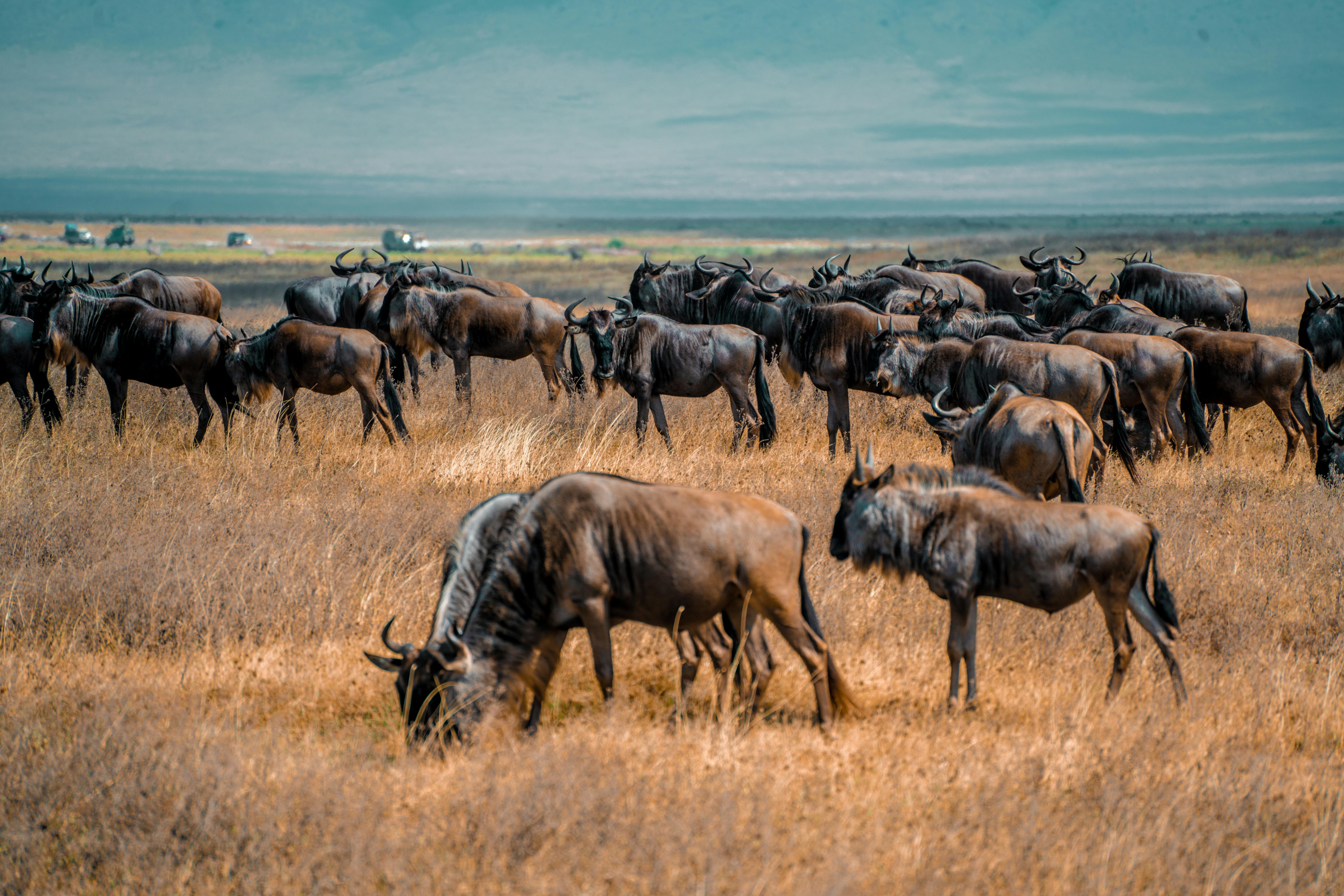 When is the Great Migration in Africa When is the Great Migration in Africa