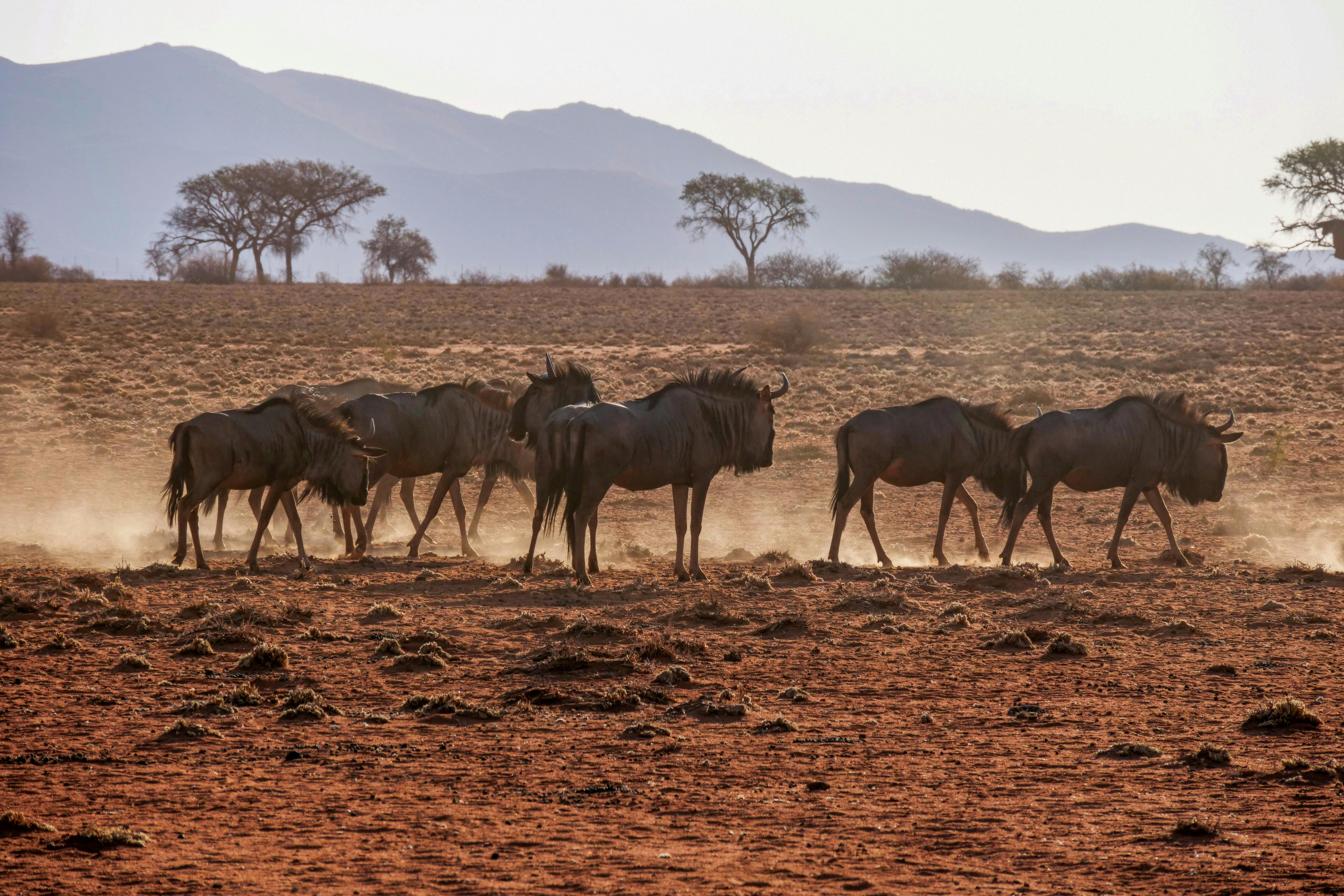 When is the Great Migration in Africa When is the Great Migration in Africa