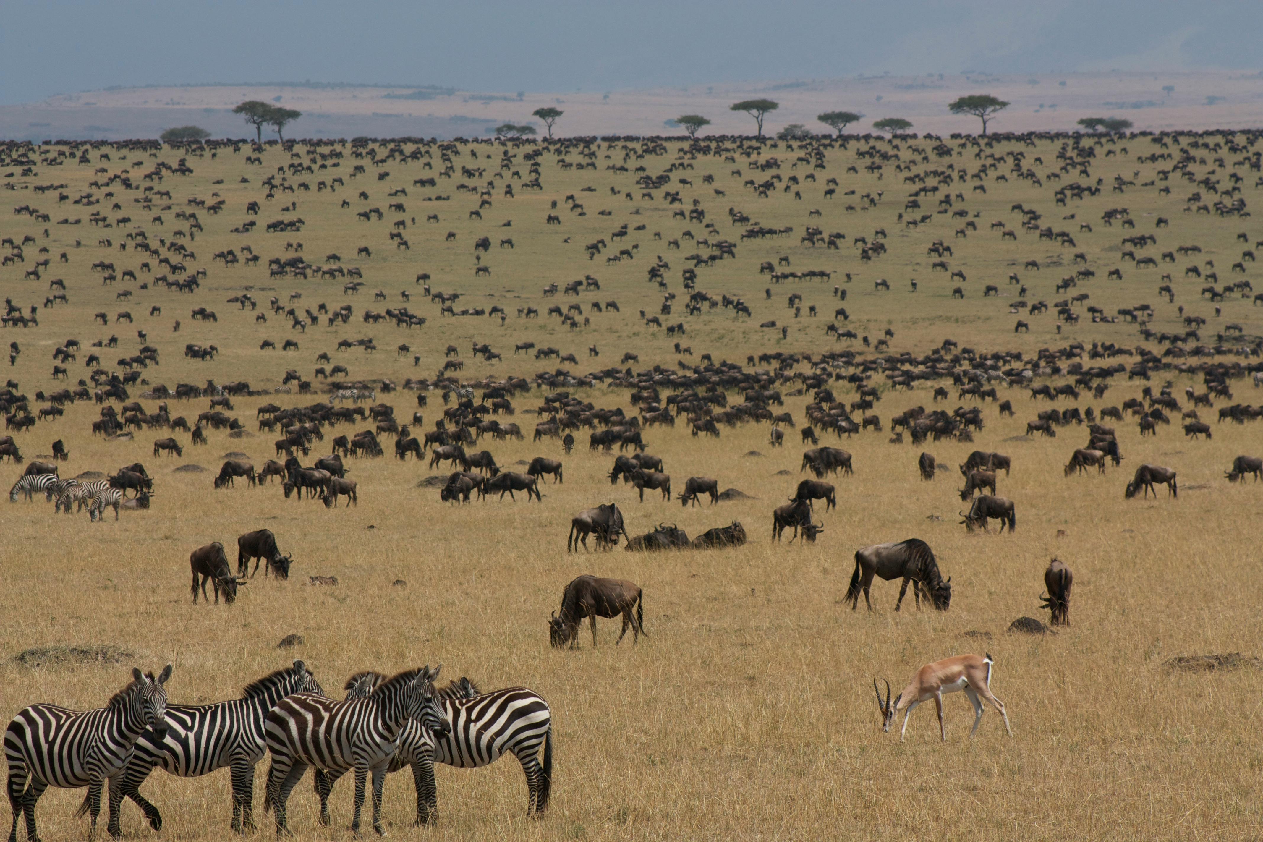 When is the Great Migration in Africa When is the Great Migration in Africa