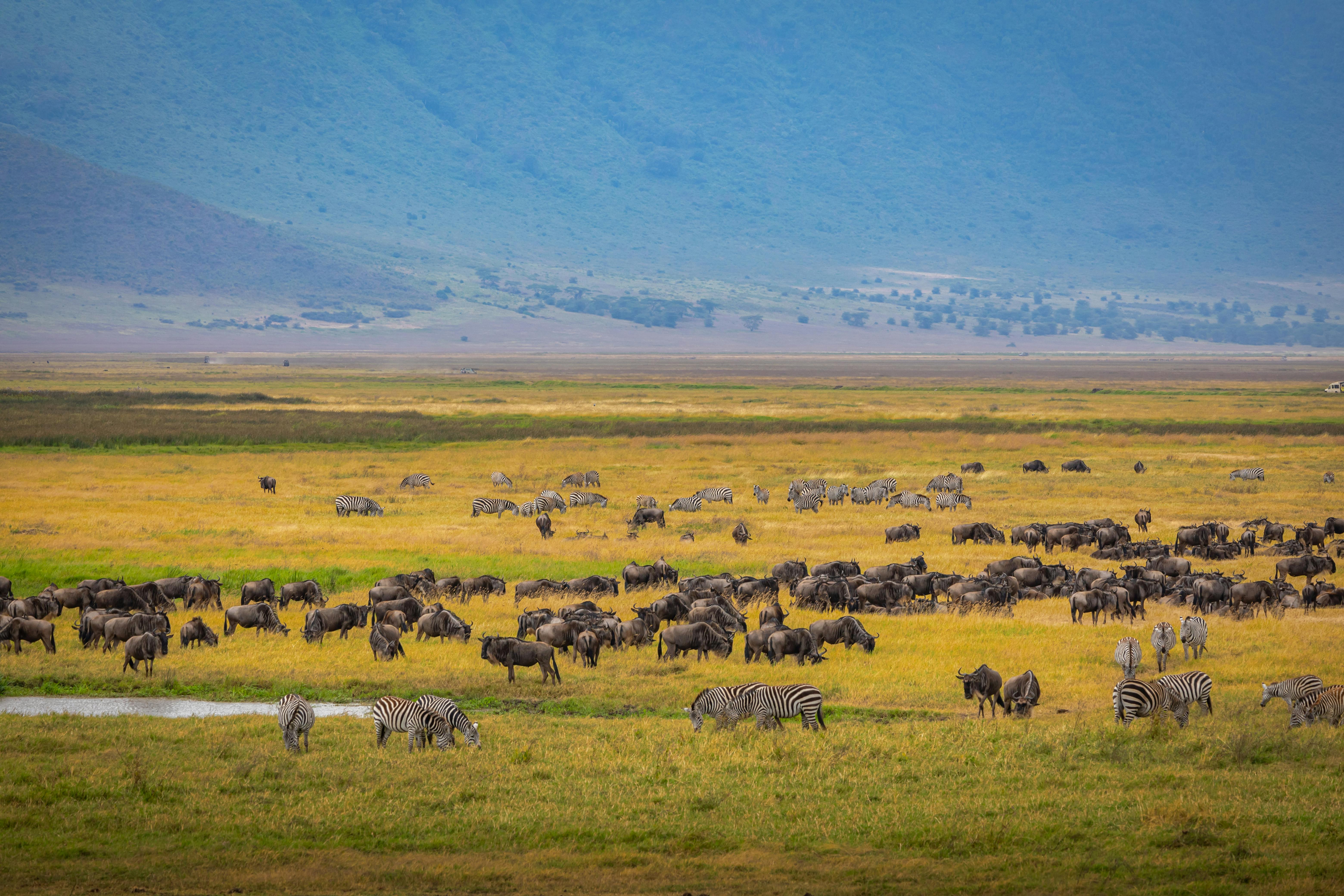 Why Do Wildebeest Migrate?