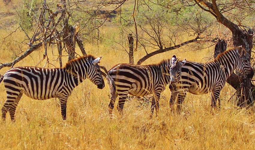 Where is Serengeti National Park? Where is Serengeti National Park?