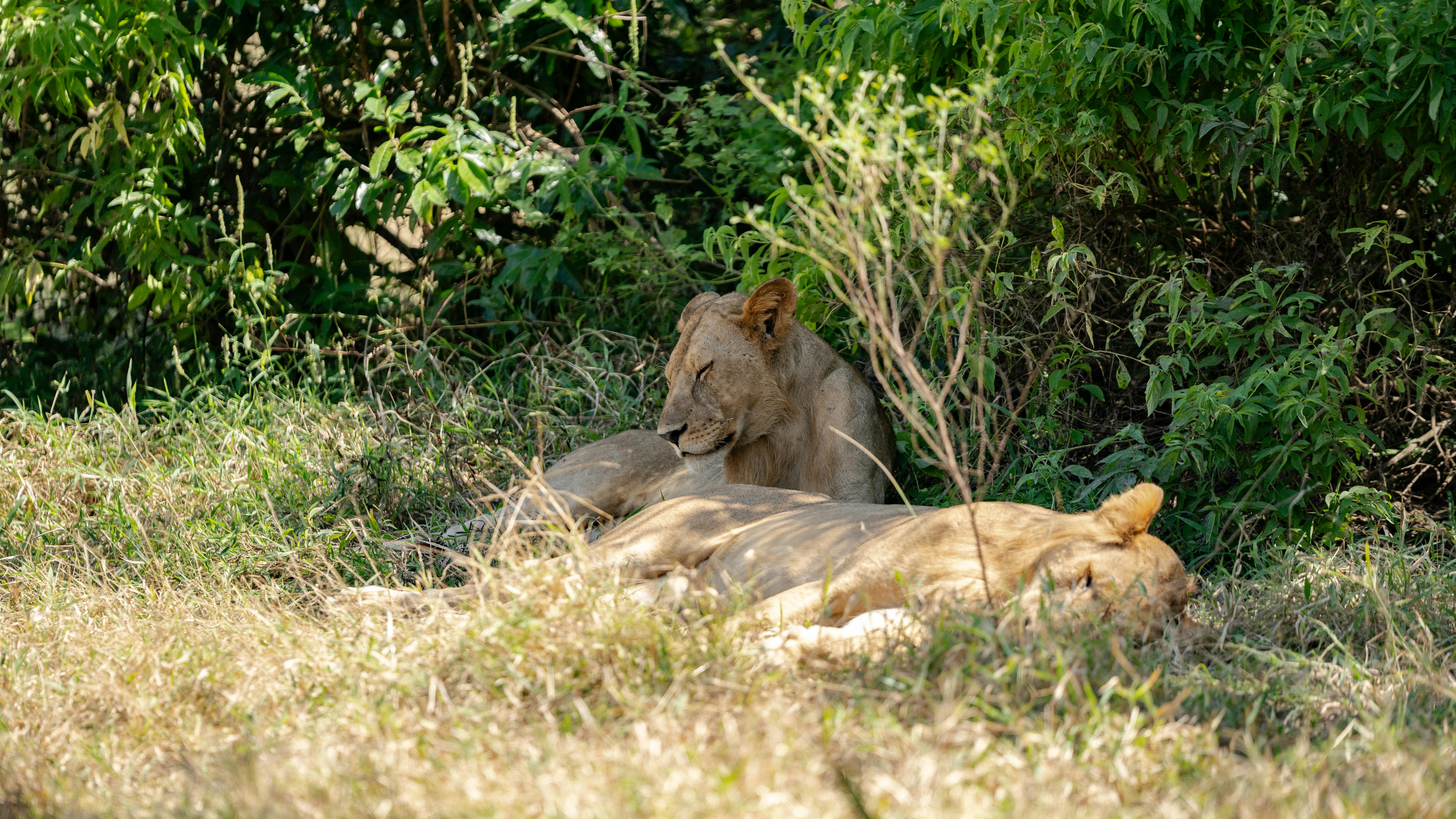 Where is Serengeti National Park? Where is Serengeti National Park?