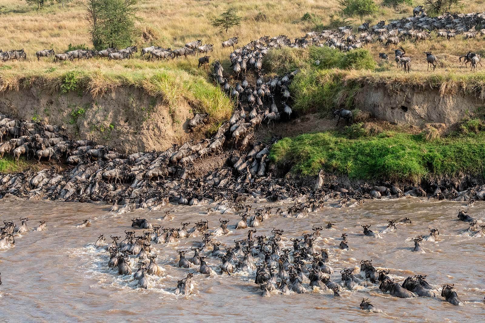 Is the Great Migration Better in Kenya or Tanzania?