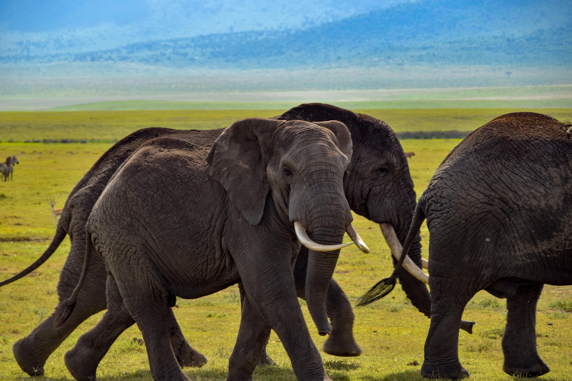 How to Plan a Safari in Tanzania