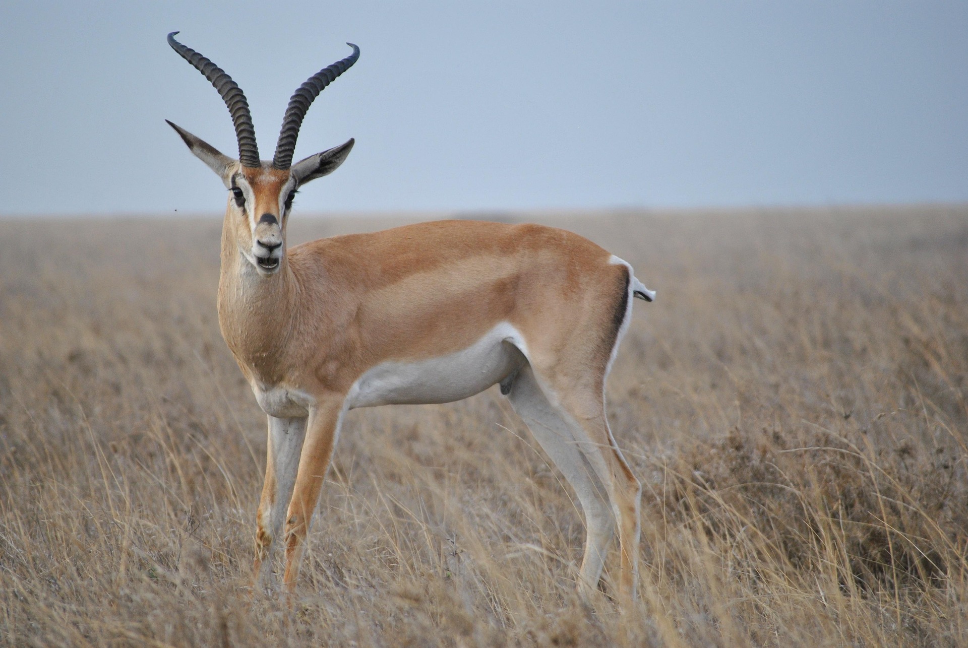 How to Plan a Safari in Tanzania