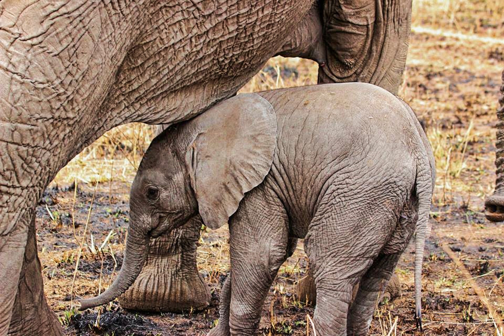 5 Star Safari Experience in Tanzania