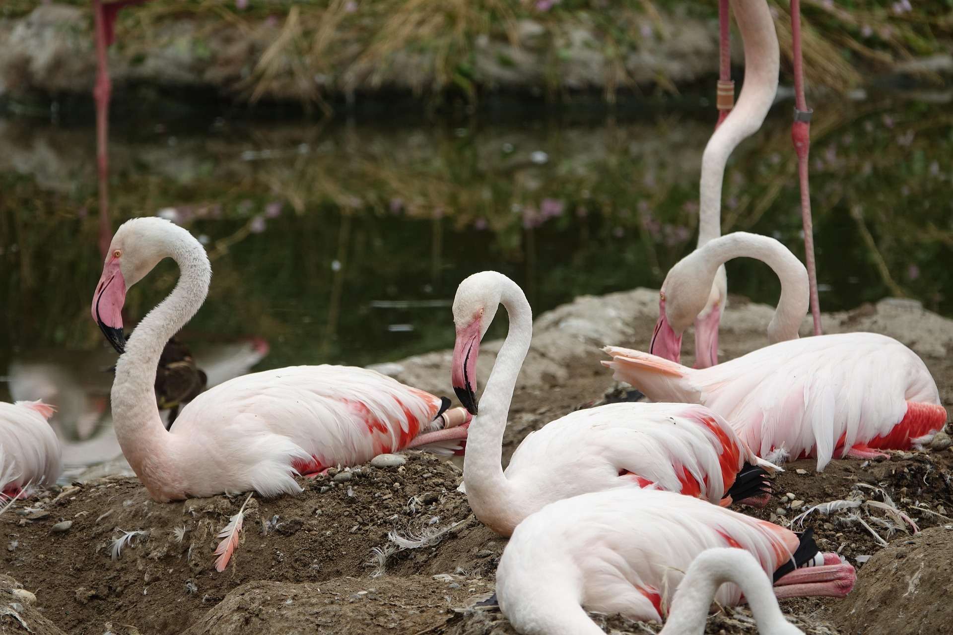 5 Star Safari Experience in Tanzania