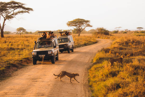 Private Serengeti Safari vs Group Safari