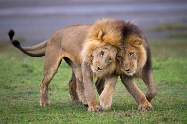 Private Serengeti Safari vs Group Safari