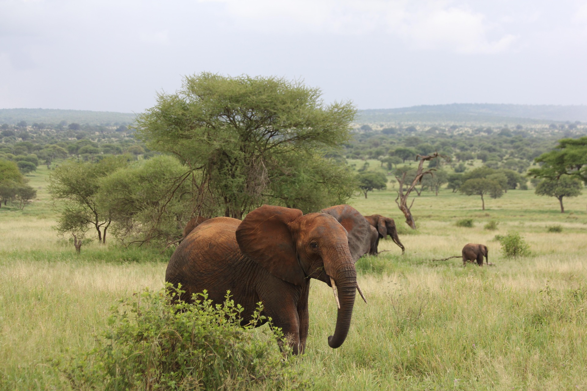 Where to See Elephants in Northern Tanzania Where to See Elephants in Northern Tanzania