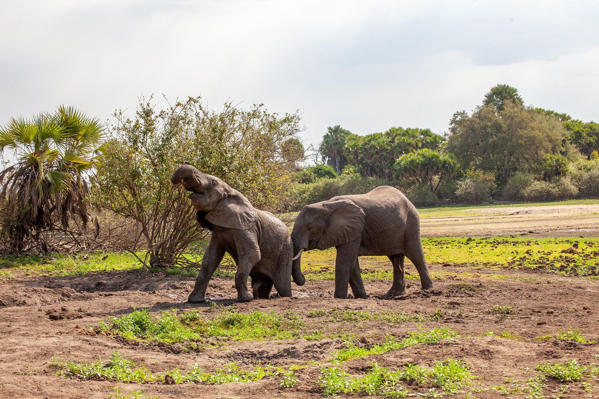 Where to See Elephants in Northern Tanzania Where to See Elephants in Northern Tanzania