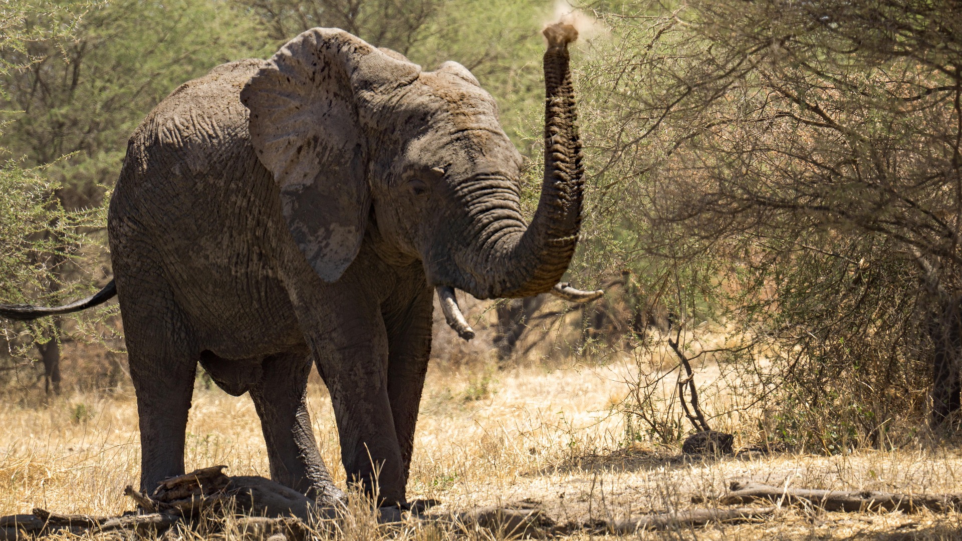 Where to See Elephants in Northern Tanzania Where to See Elephants in Northern Tanzania